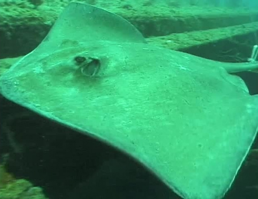 Scuba Dears - Reef 2