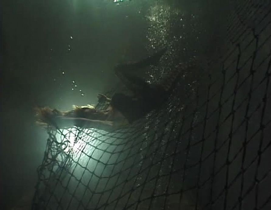 On the Net 2
